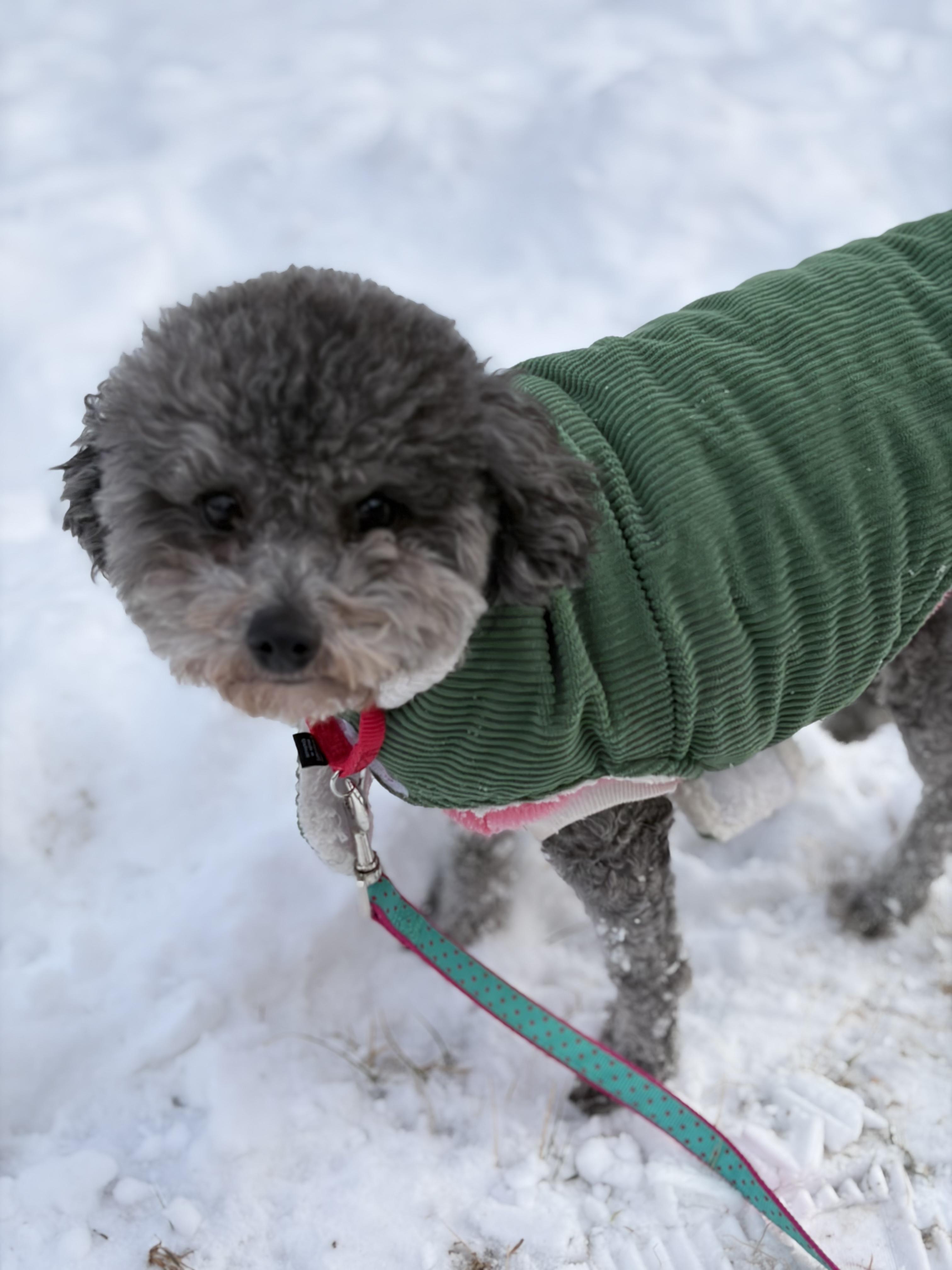 Enlarge Luci , a ADOPTABLE Poodle (Toy) in Thornwood, NY image 2/6