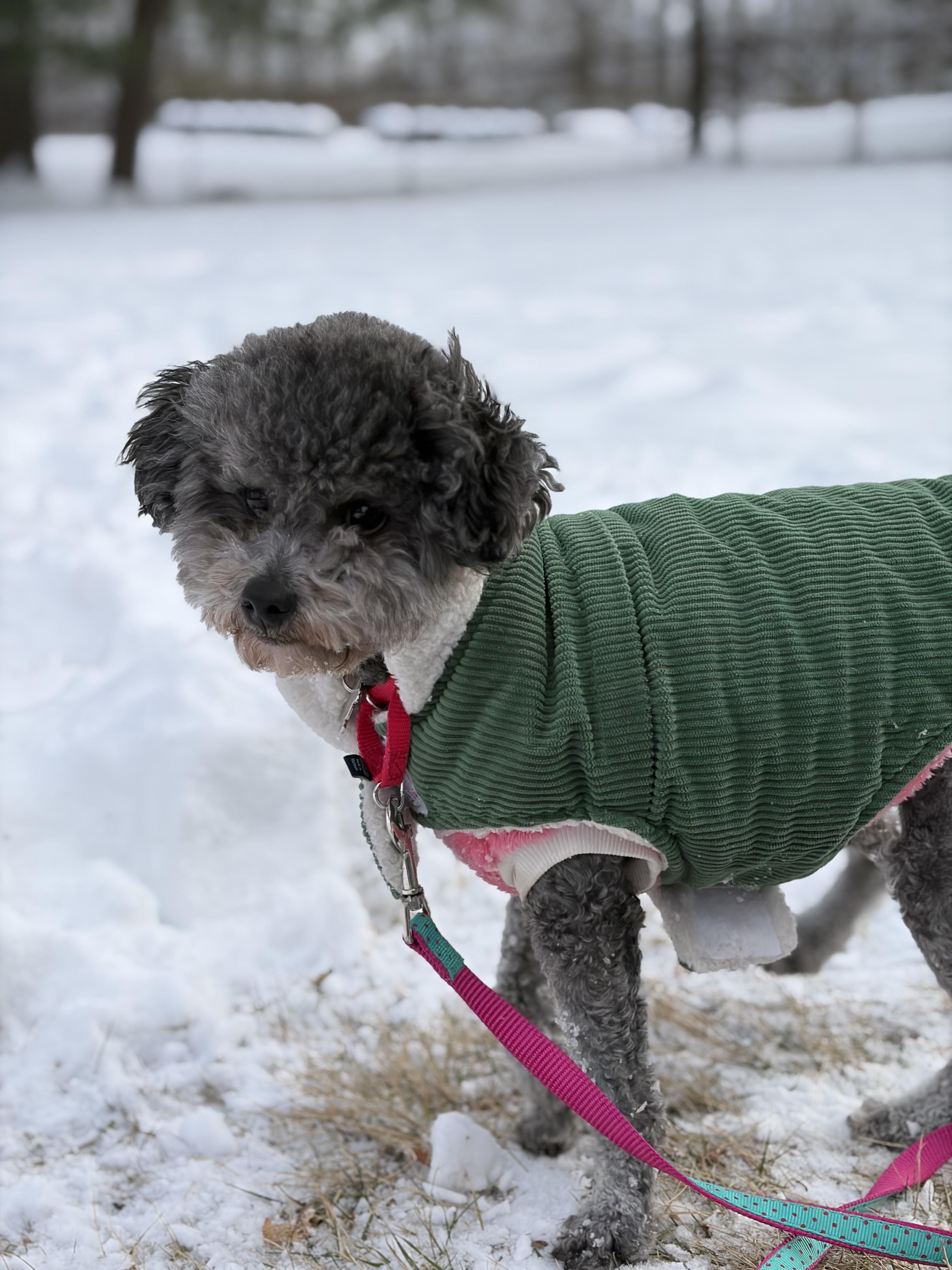 Enlarge Luci , a ADOPTABLE Poodle (Toy) in Thornwood, NY image 1/6