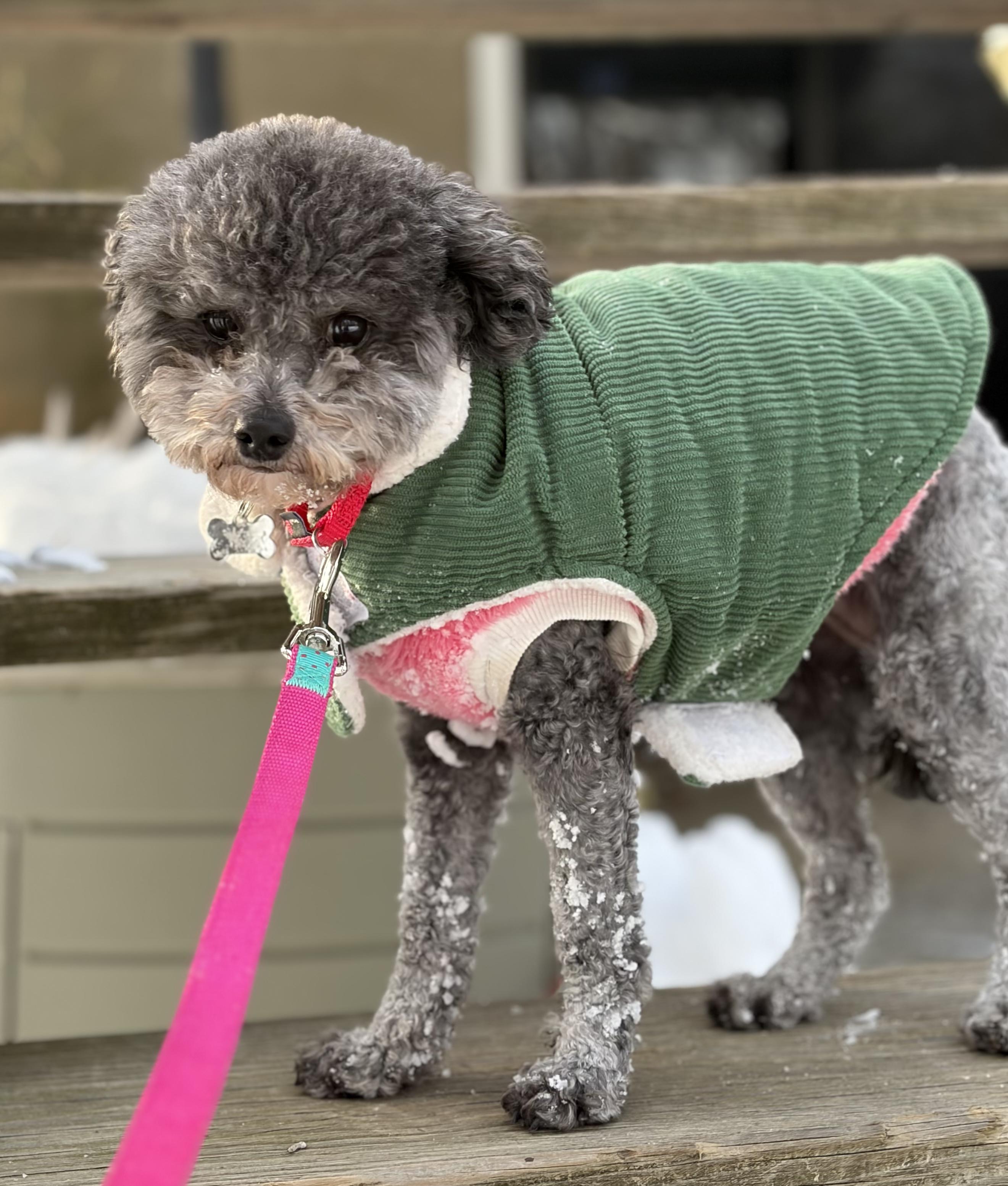 Enlarge Luci , a ADOPTABLE Poodle (Toy) in Thornwood, NY image 6/6