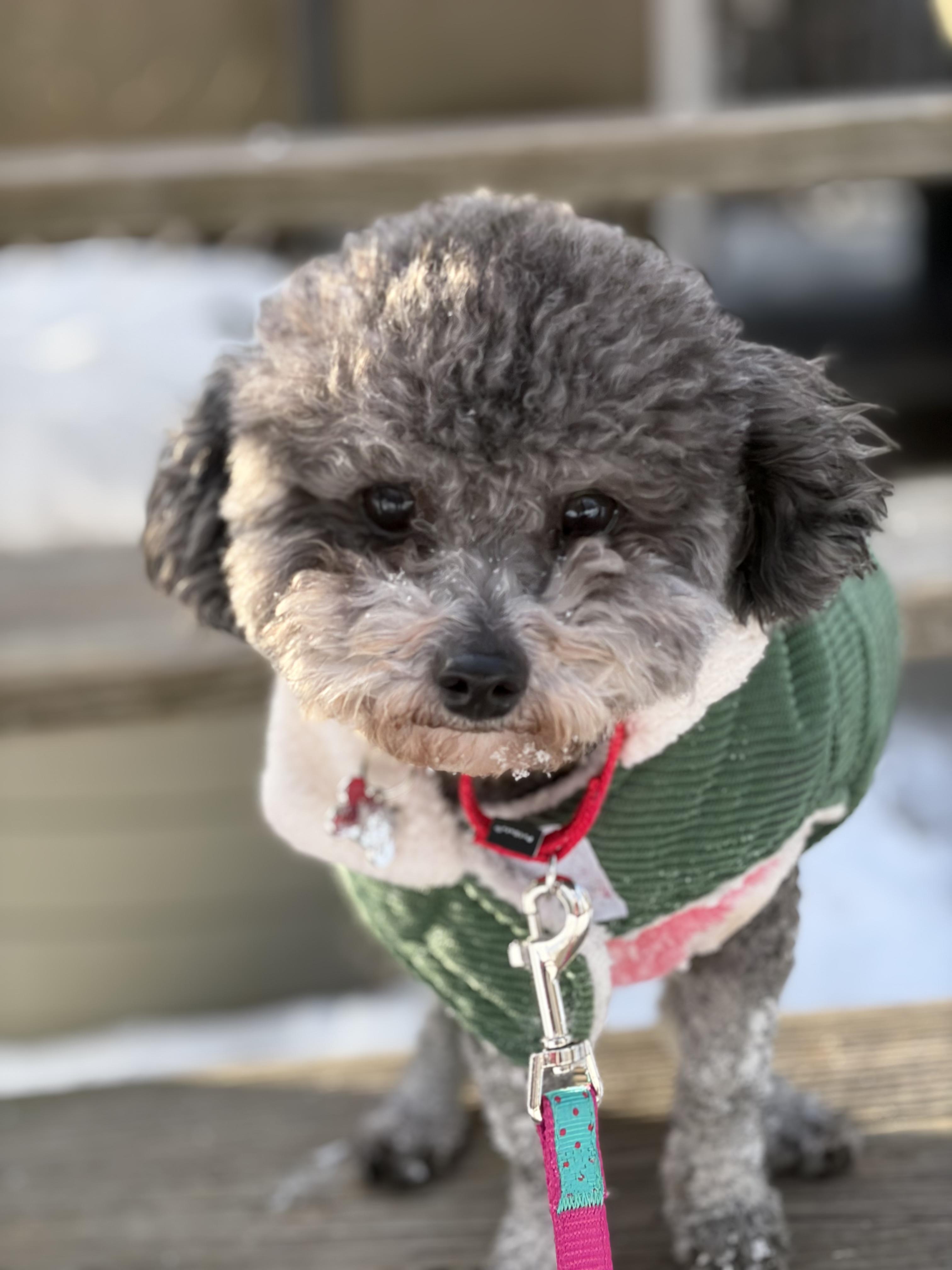 Enlarge Luci , a ADOPTABLE Poodle (Toy) in Thornwood, NY image 3/6