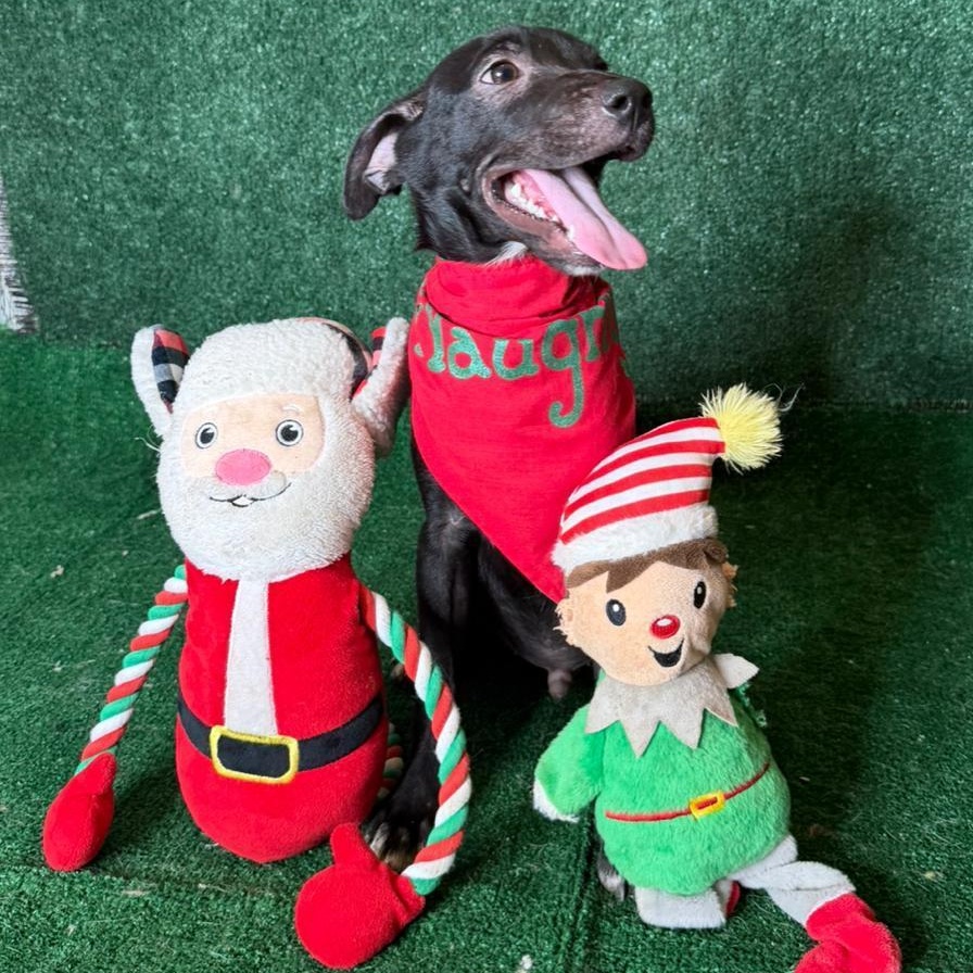 Ezra, a Adoptable mixed breed in Elwood, NJ image 5/5