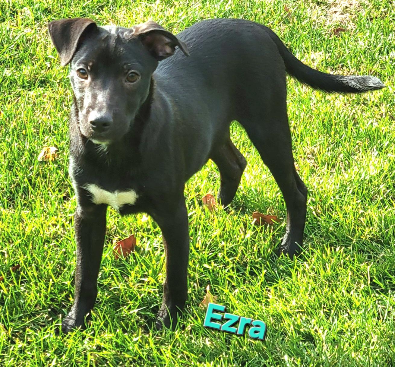 Ezra, Adoptable, Puppy Male Rat Terrier & Whippet.