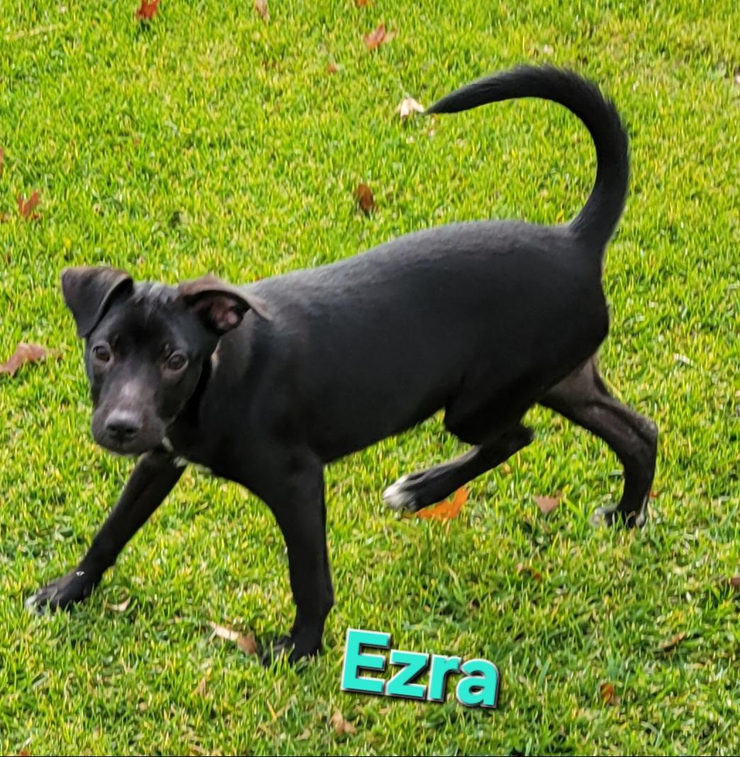 Ezra, a Adoptable mixed breed in Elwood, NJ image 2/5