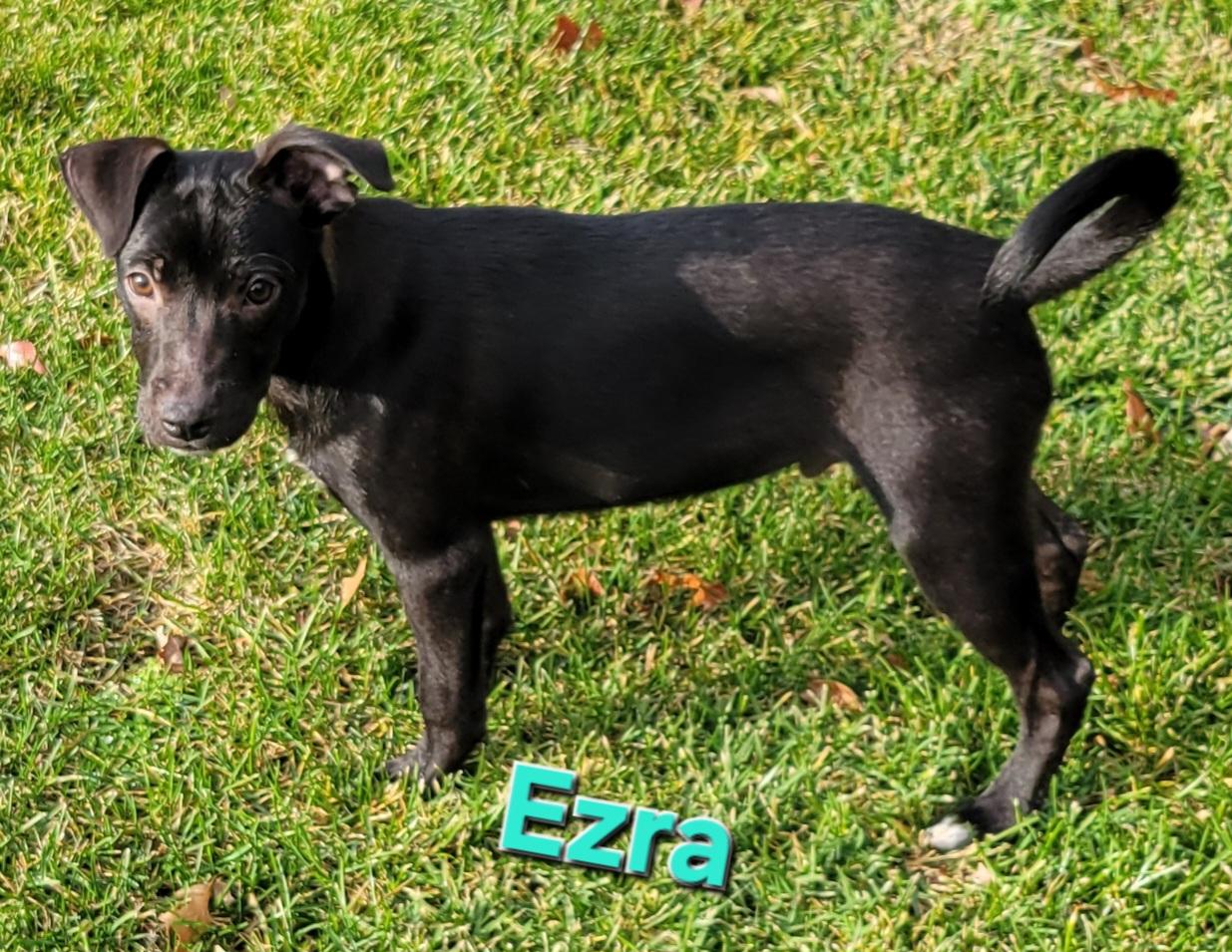 Ezra, a Adoptable mixed breed in Elwood, NJ image 4/5