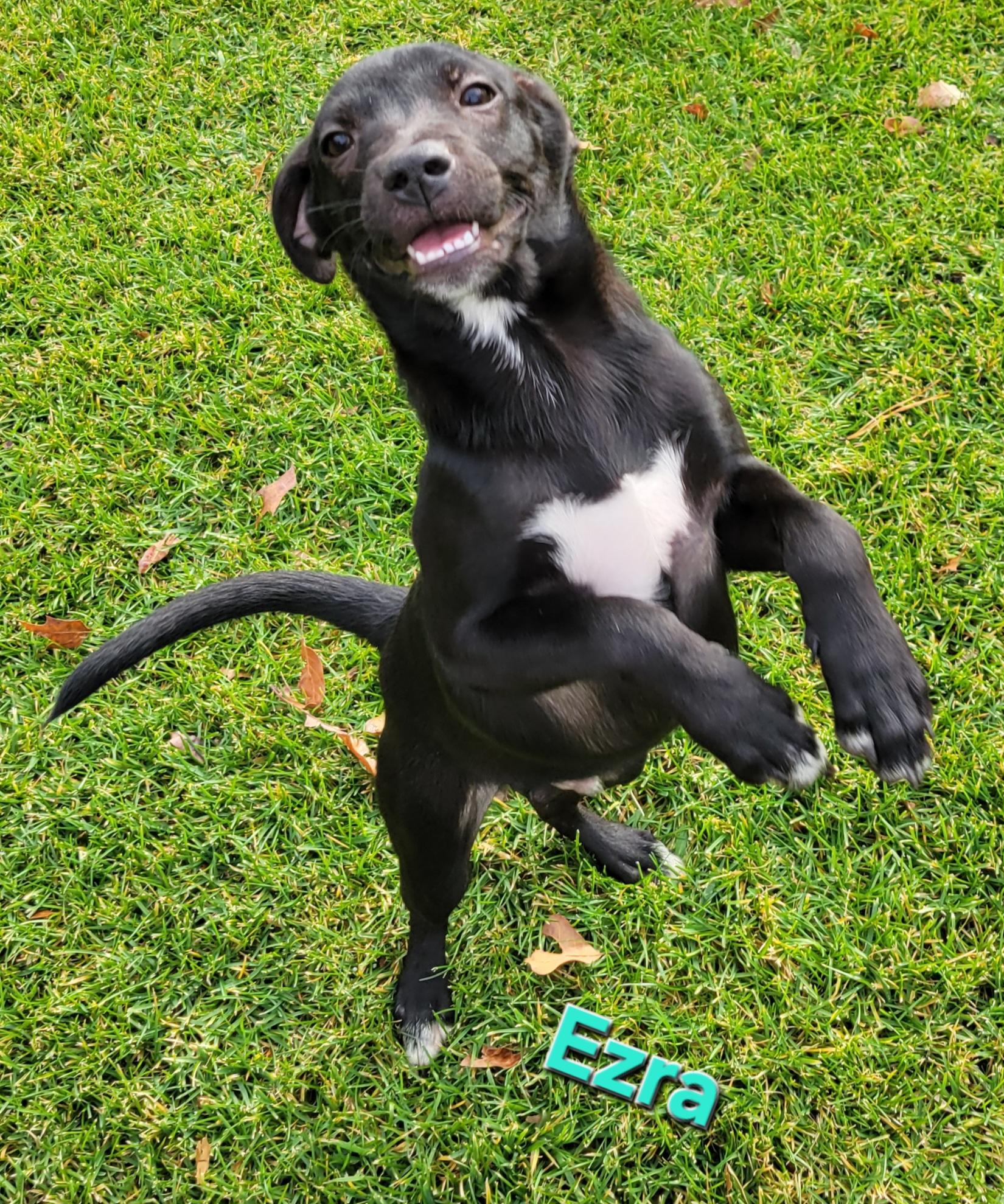 Ezra, a Adoptable mixed breed in Elwood, NJ image 3/5