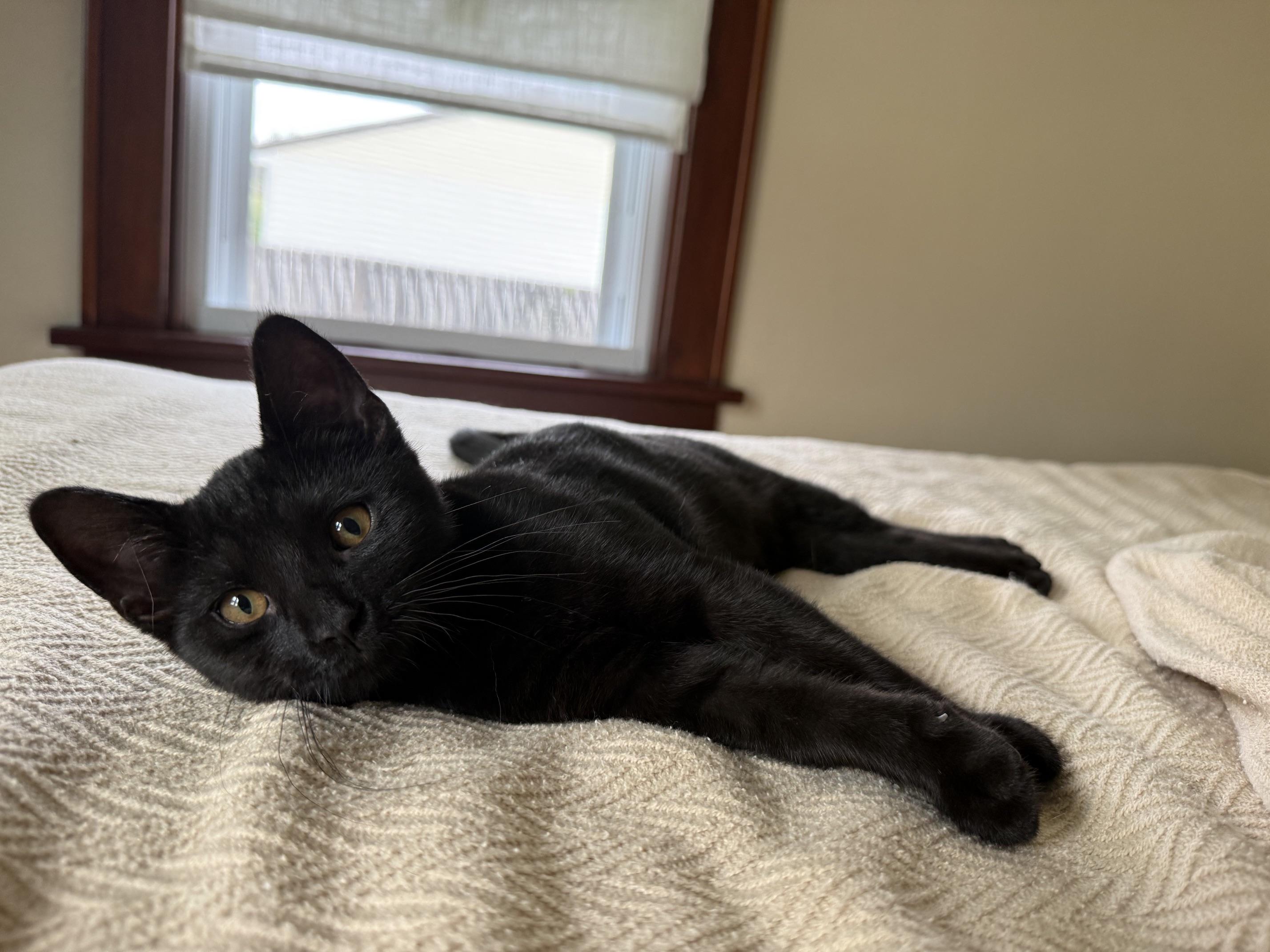 Dottie - crazy affectionate little lovergirl, a ADOPTABLE Domestic Short Hair in Neenah, WI image 5/6