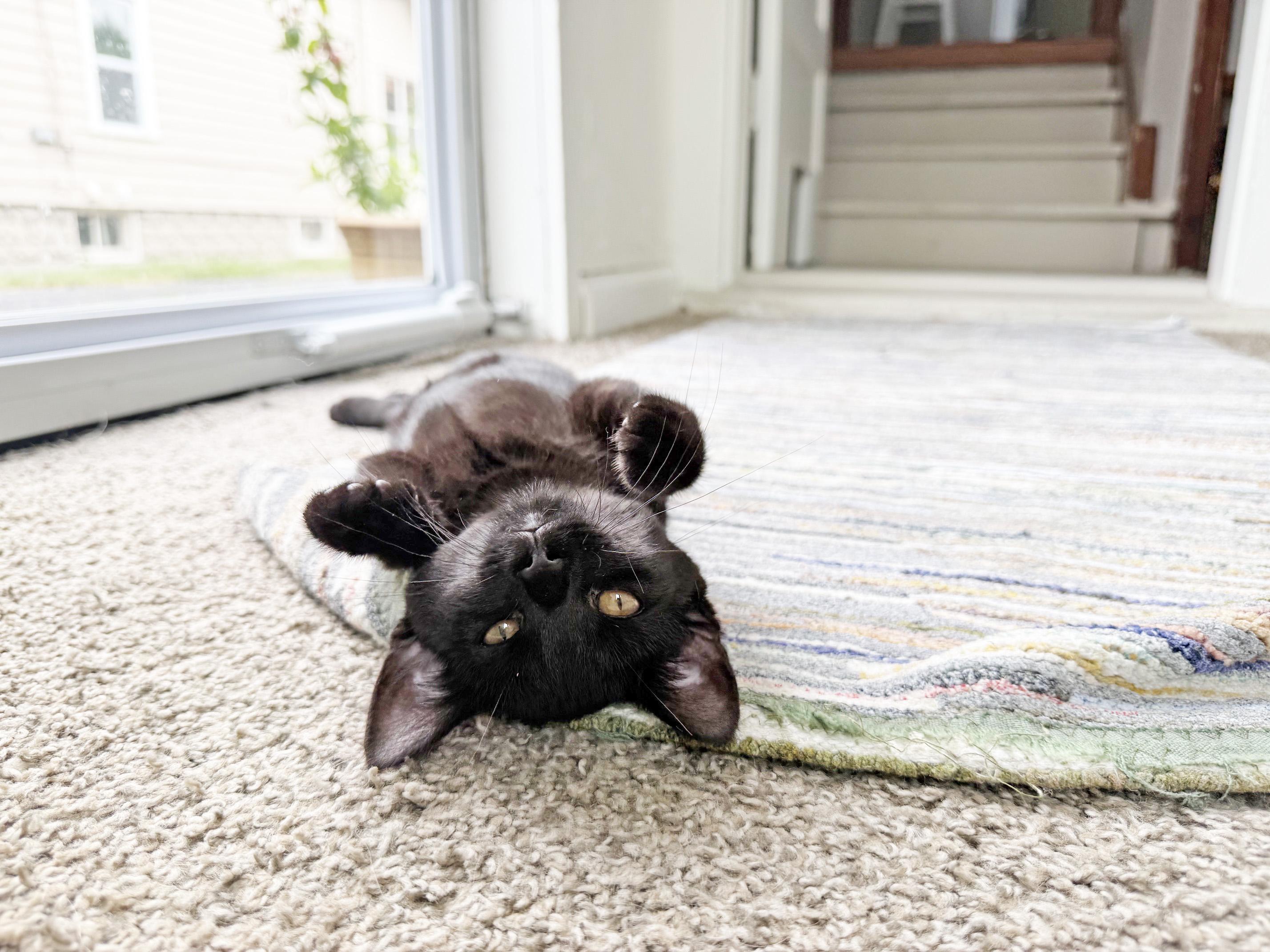 Dottie - crazy affectionate little lovergirl, ADOPTABLE, Kitten Female Domestic Short Hair.