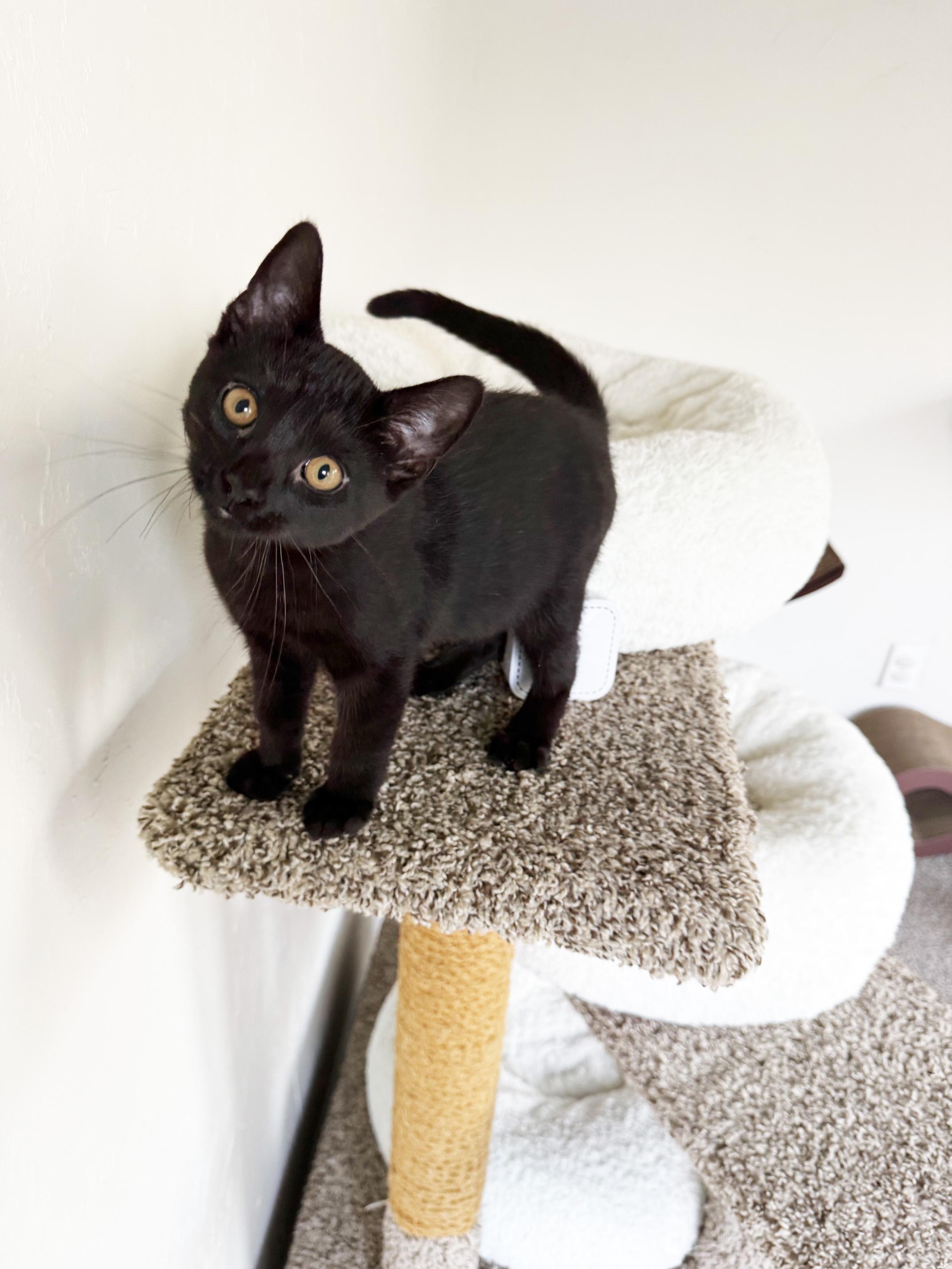 Dottie - crazy affectionate little lovergirl, a ADOPTABLE Domestic Short Hair in Neenah, WI image 2/6