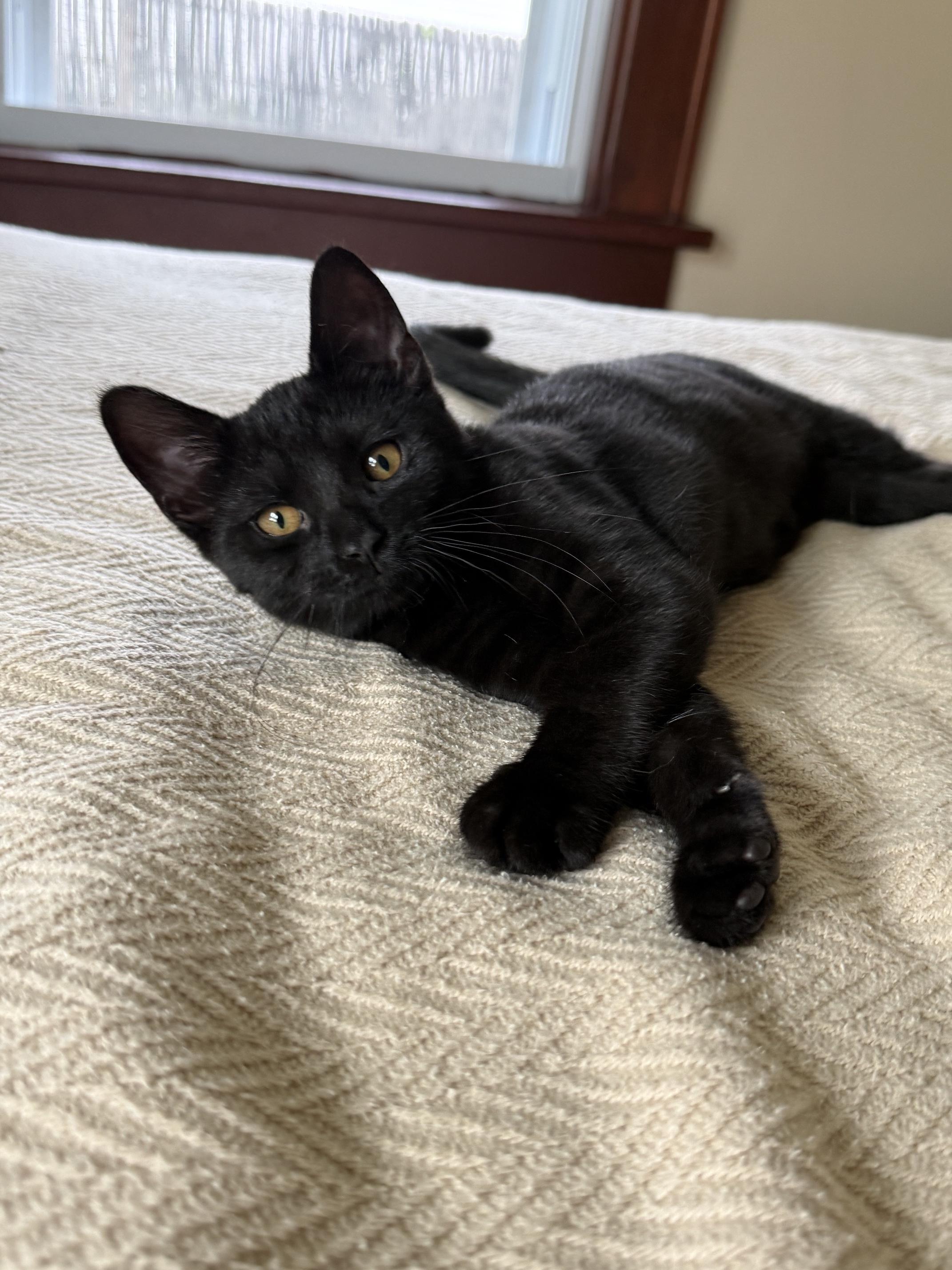 Dottie - crazy affectionate little lovergirl, a ADOPTABLE Domestic Short Hair in Neenah, WI image 4/6