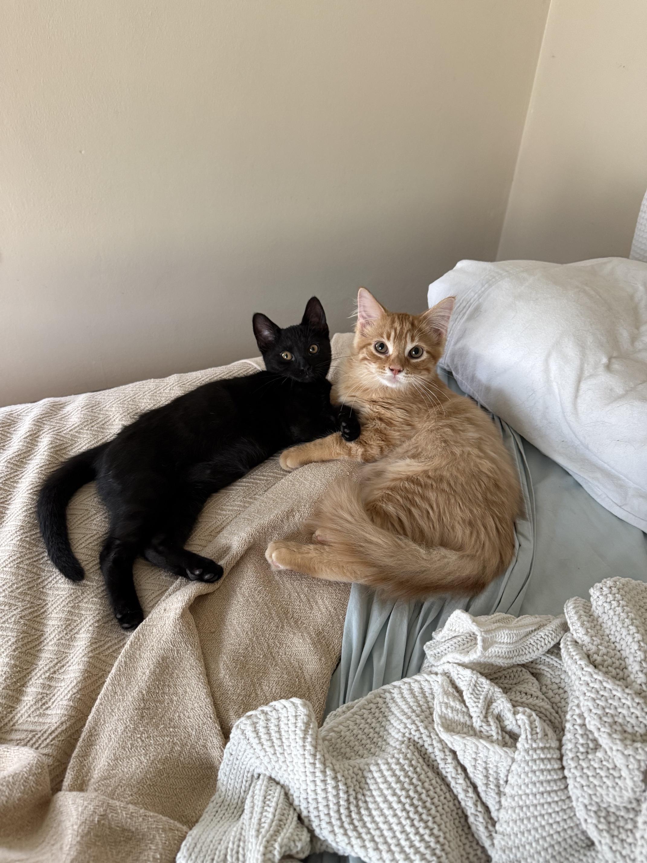 Dottie - crazy affectionate little lovergirl, a ADOPTABLE Domestic Short Hair in Neenah, WI image 6/6