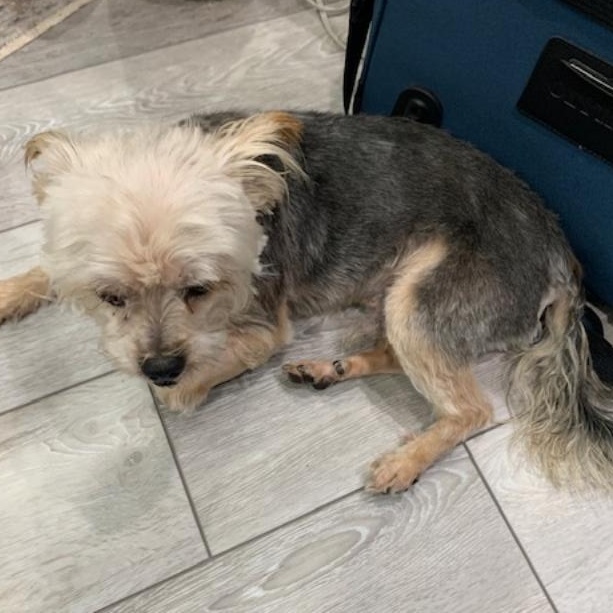 Chaz - Courtesy post, an adopted mixed breed in Chesapeake, VA image 2/3
