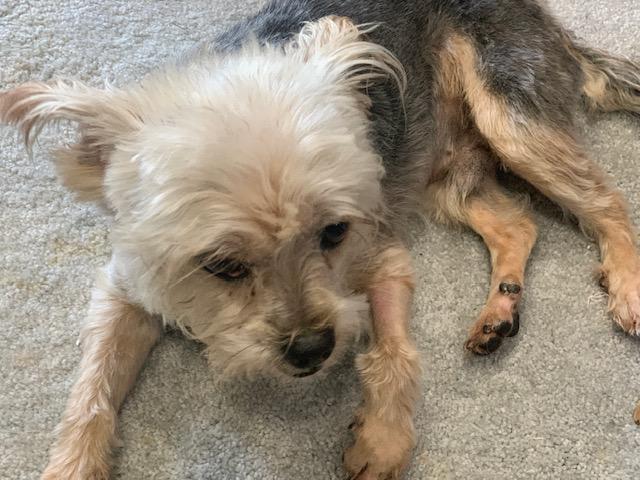 Chaz - Courtesy post, an adopted mixed breed in Chesapeake, VA image 3/3
