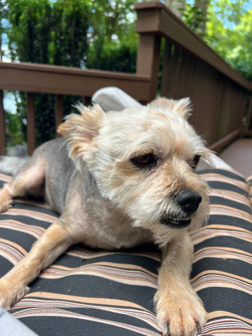 Chaz - Courtesy post, an adopted mixed breed in Chesapeake, VA image 1/3