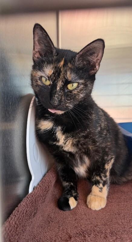 Enlarge Marjorie, a Adoptable Domestic Short Hair in Georgetown, OH image 1/1