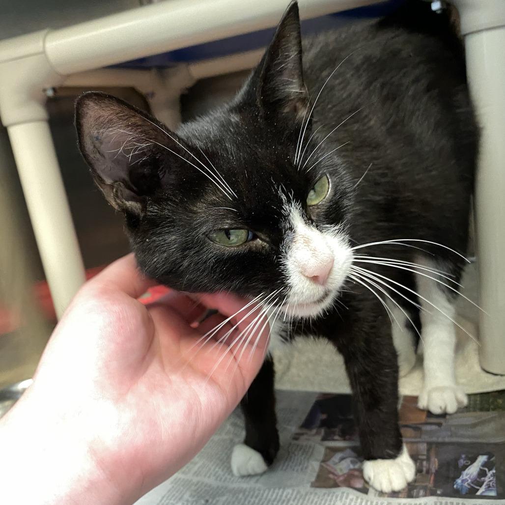 Darling FKA Dana, a Adoptable Domestic Short Hair in Philadelphia, PA image 1/3