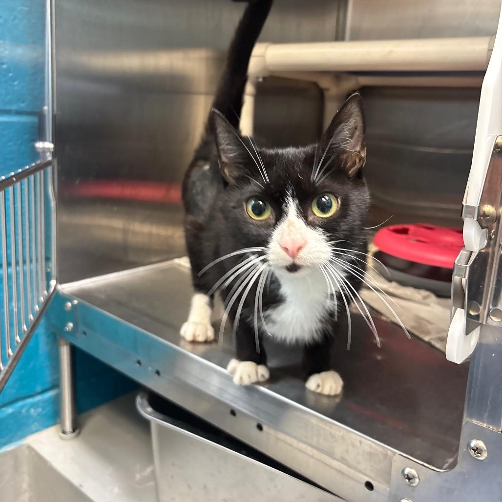 Darling FKA Dana, a Adoptable Domestic Short Hair in Philadelphia, PA image 2/3