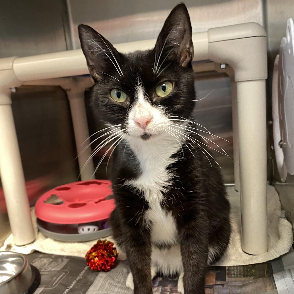 Darling FKA Dana, a Adoptable Domestic Short Hair in Philadelphia, PA image 3/3
