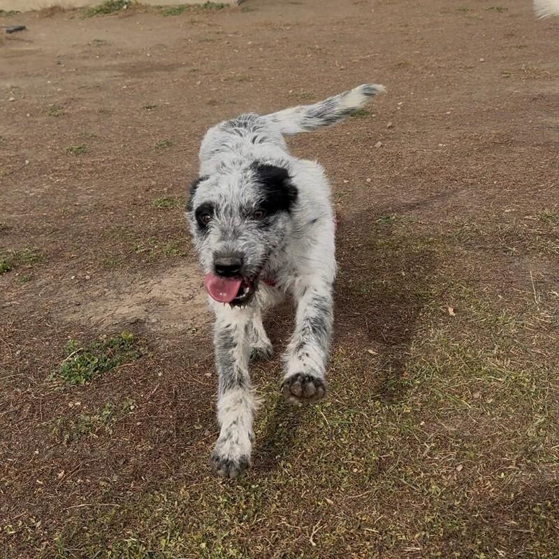 Ariyah, Adoptable, Adult Female Australian Cattle Dog / Blue Heeler & Mixed Breed.