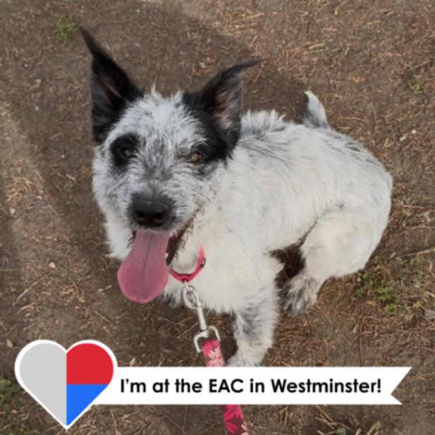 Ariyah, a Adoptable mixed breed in Westminster, CO image 2/6