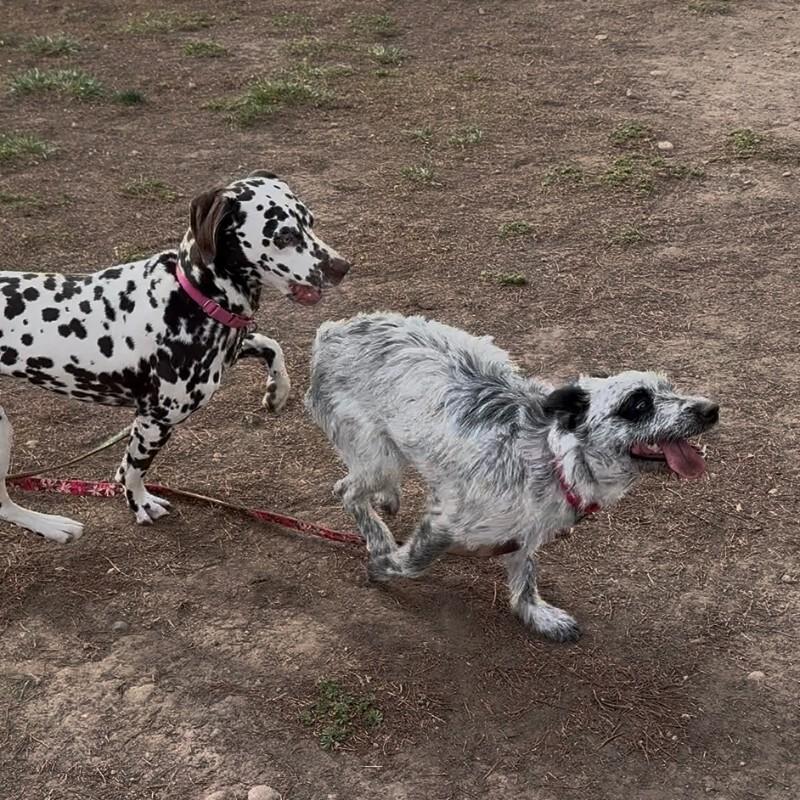 Ariyah, a Adoptable mixed breed in Westminster, CO image 5/6