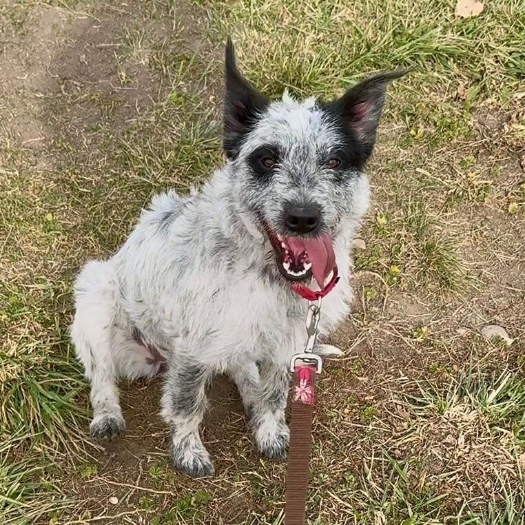 Ariyah, a Adoptable mixed breed in Westminster, CO image 6/6