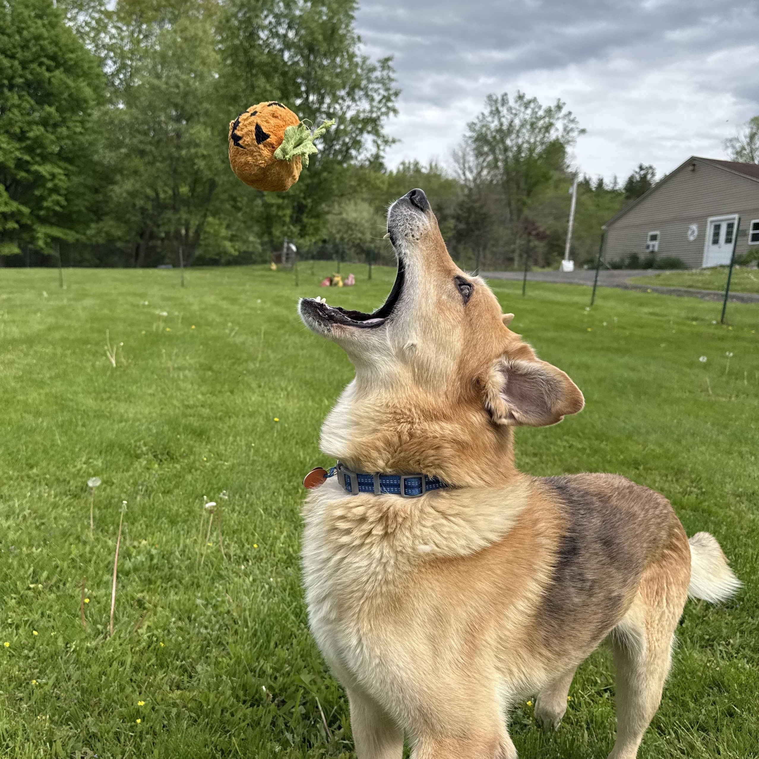 Enlarge Cowboy, a ADOPTABLE mixed breed in Accord, NY image 3/5