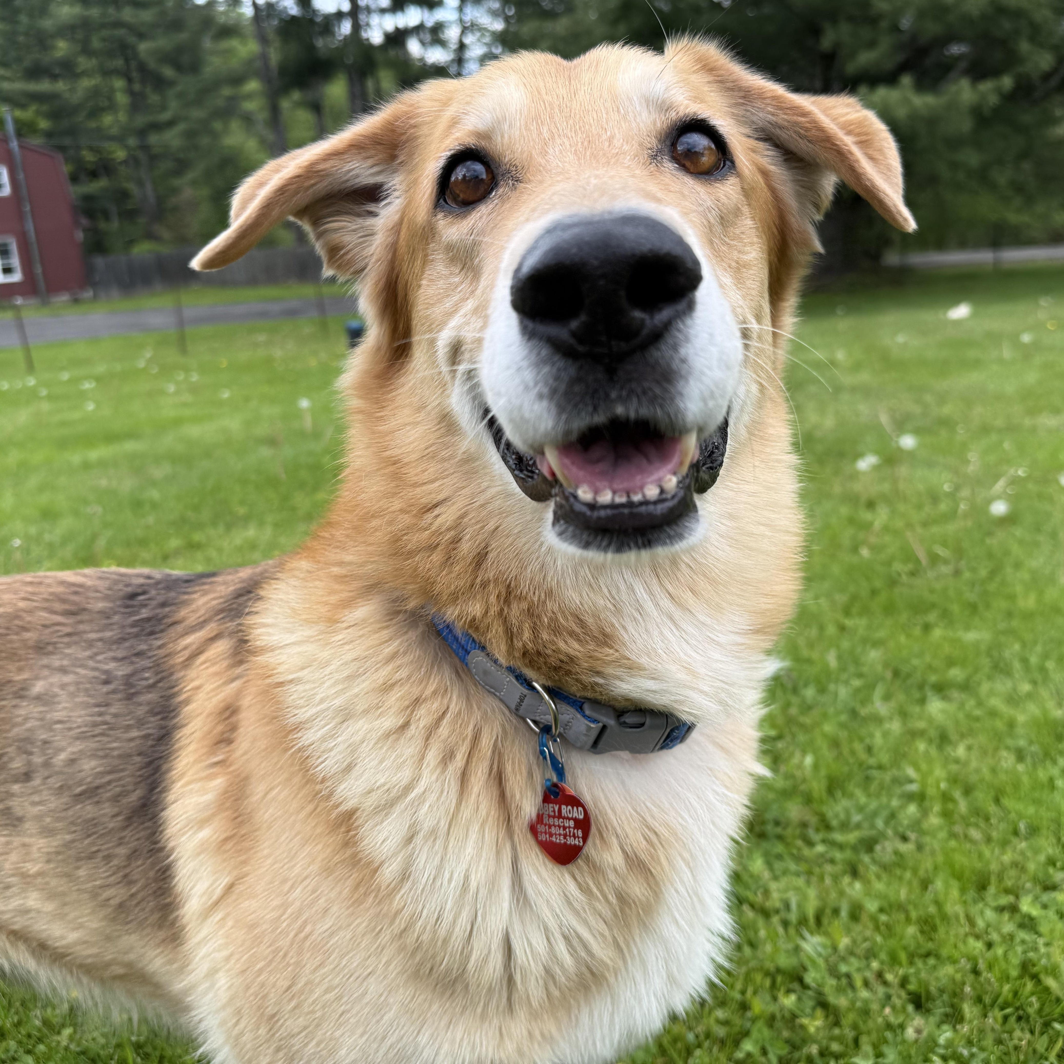 Cowboy, ADOPTABLE, Adult Male German Shepherd Dog.