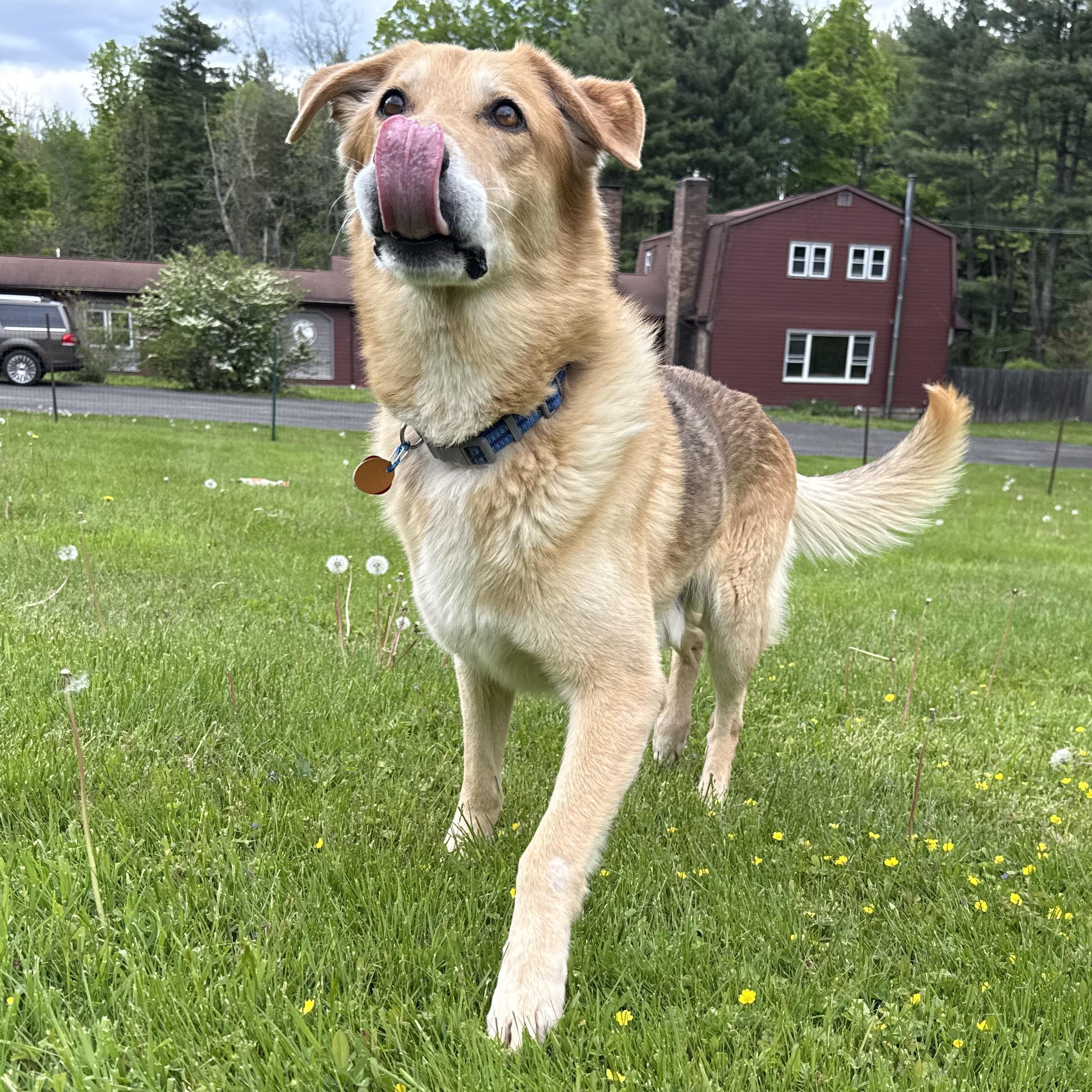 Enlarge Cowboy, a ADOPTABLE mixed breed in Accord, NY image 5/5
