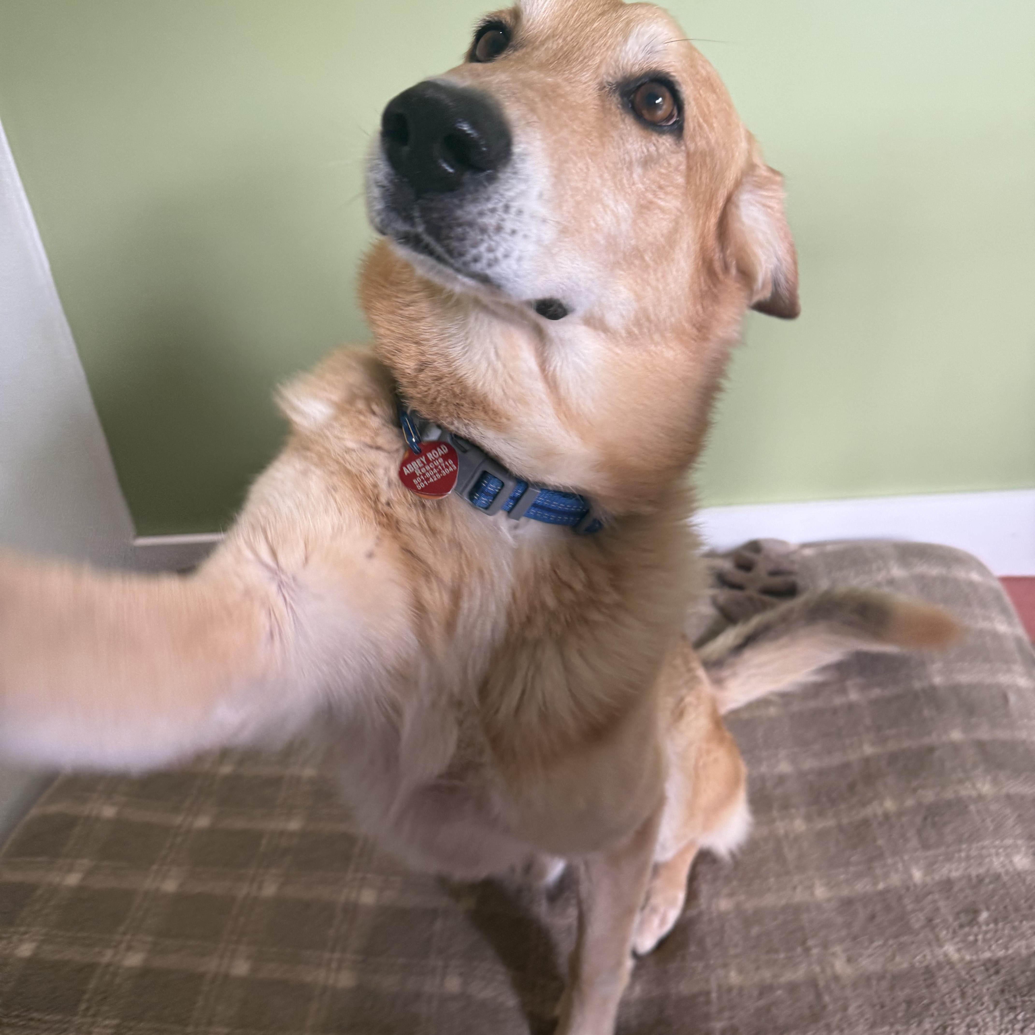 Enlarge Cowboy, a ADOPTABLE mixed breed in Accord, NY image 4/5