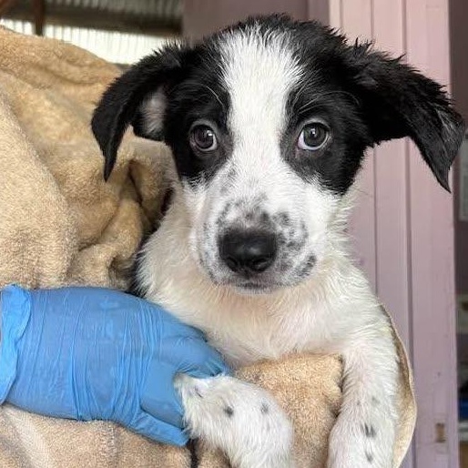Enlarge LEFTY, a ADOPTABLE Australian Cattle Dog / Blue Heeler in Vacaville, CA image 1/1
