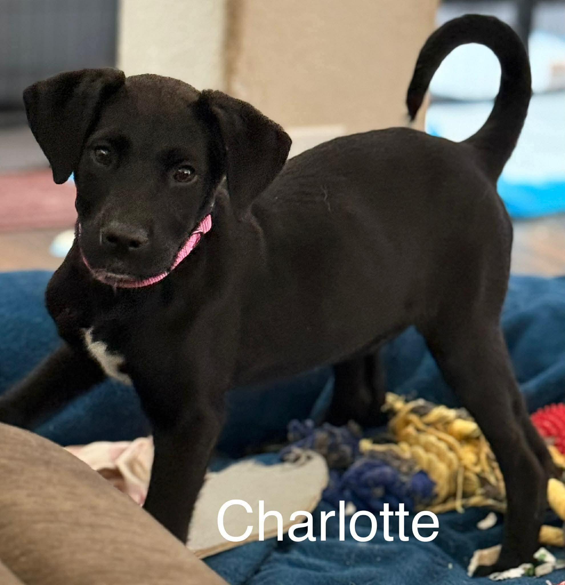 Charlotte - CS , an adoption pending mixed breed in Columbia, MD image 3/3
