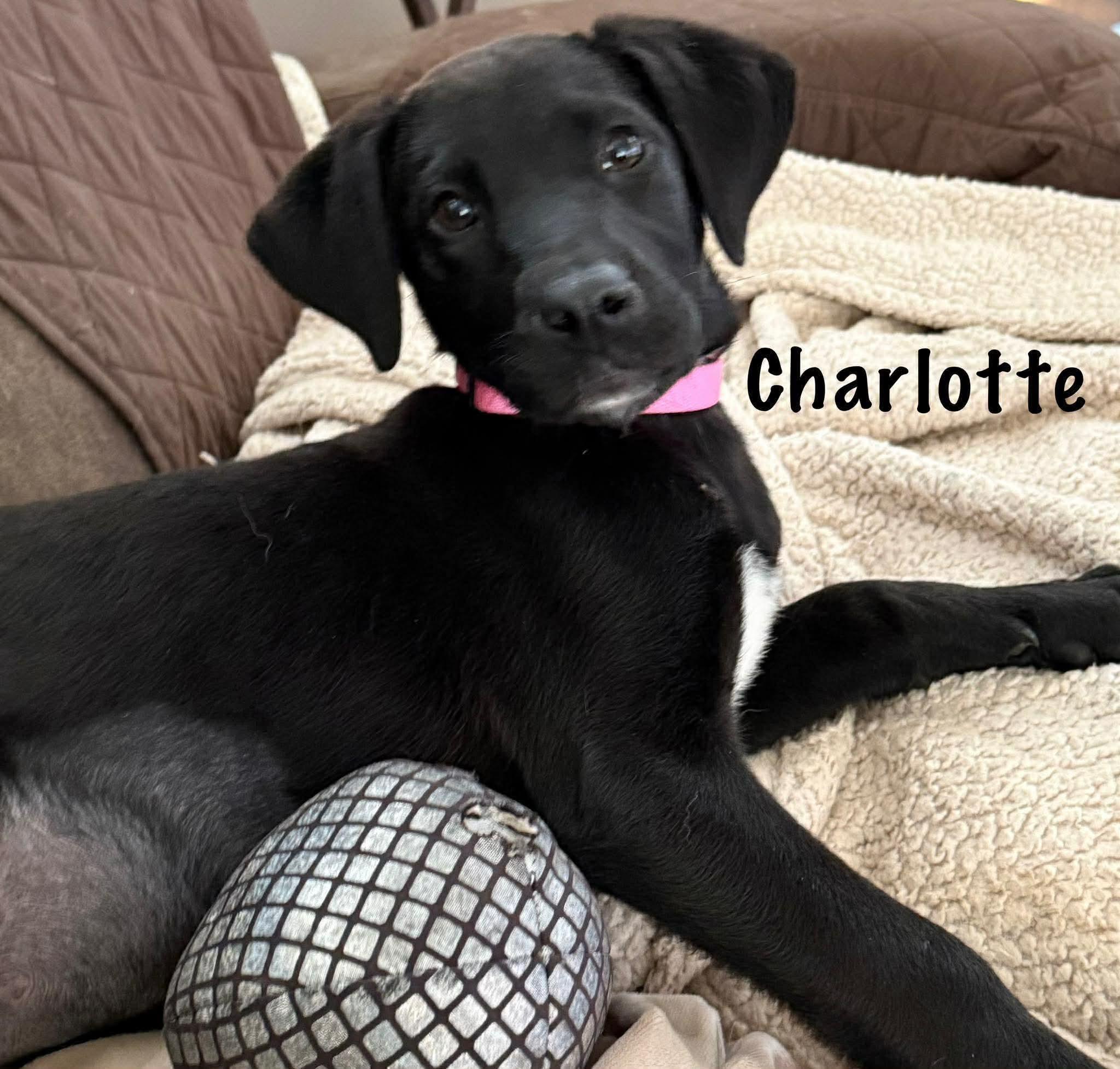 Charlotte - CS , an adoption pending mixed breed in Columbia, MD image 1/3