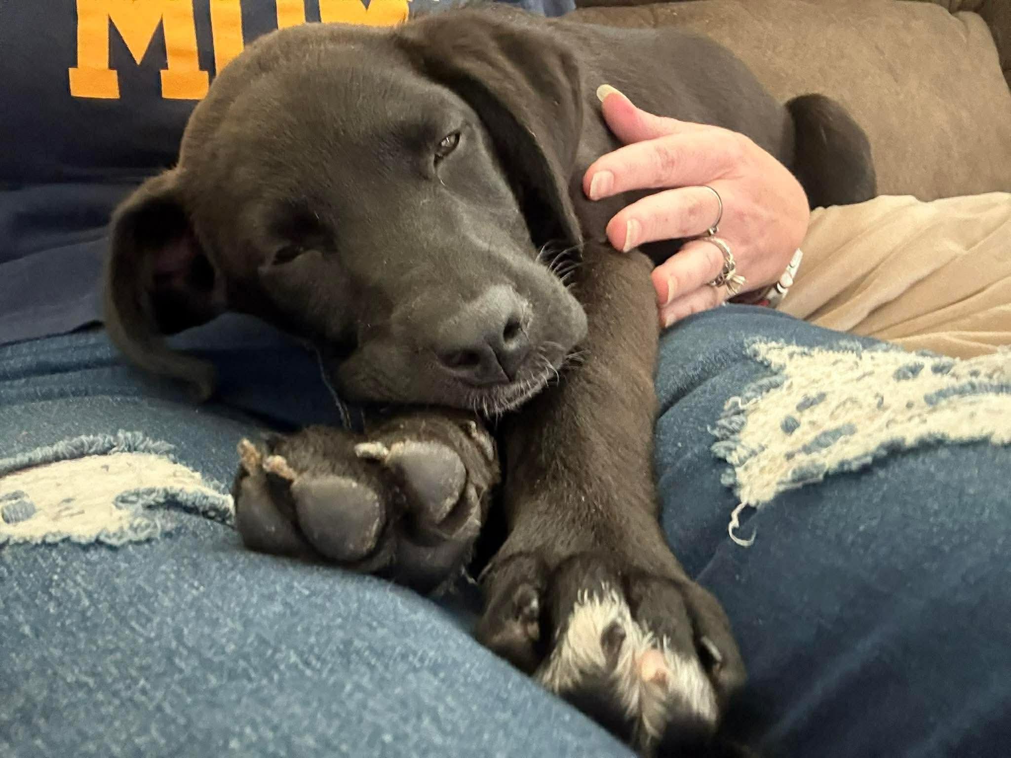 Charlotte - CS , an adoption pending mixed breed in Columbia, MD image 2/3