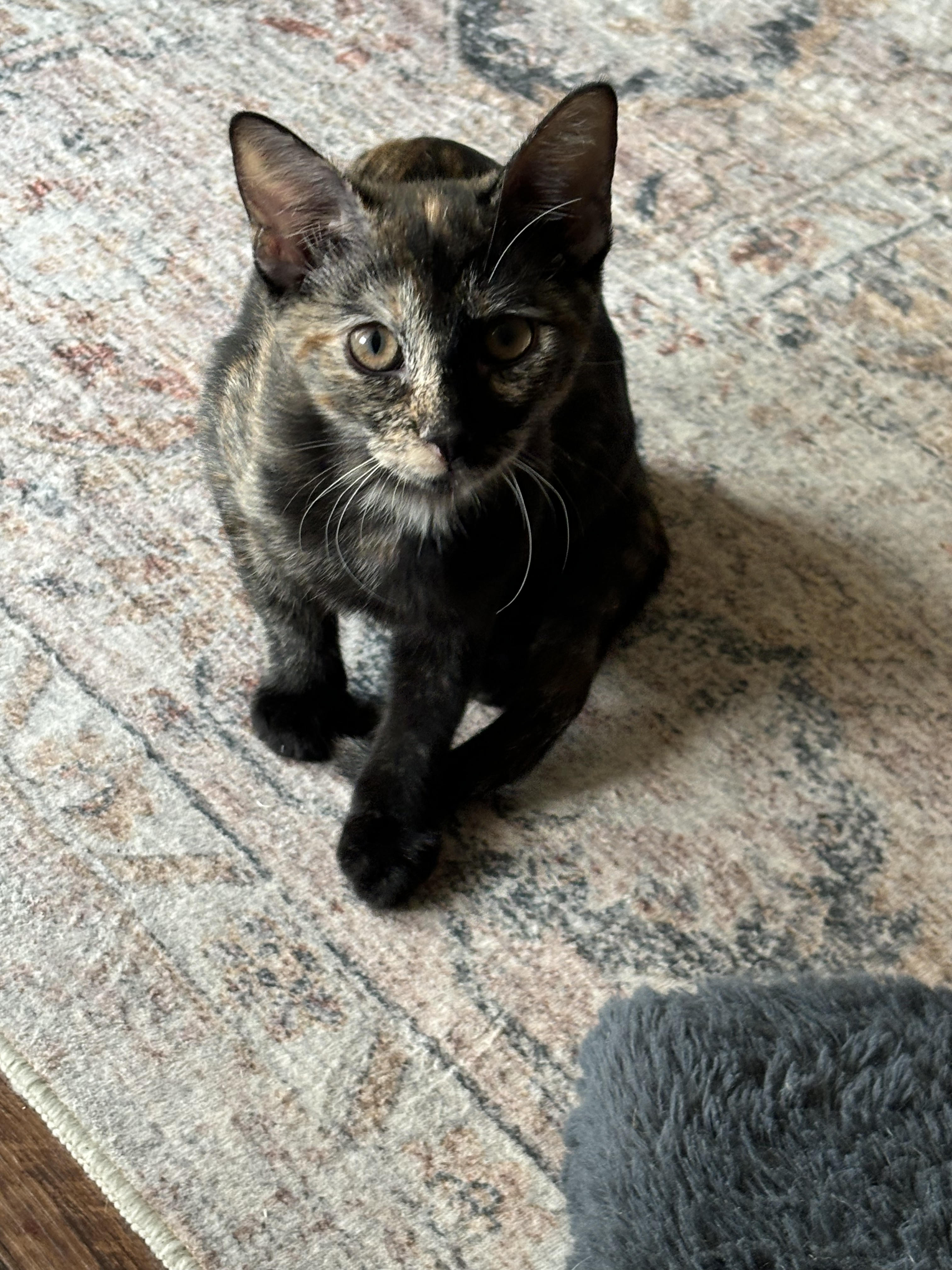 Chanelle, a Adoptable Domestic Short Hair in Fort Worth, TX image 5/5