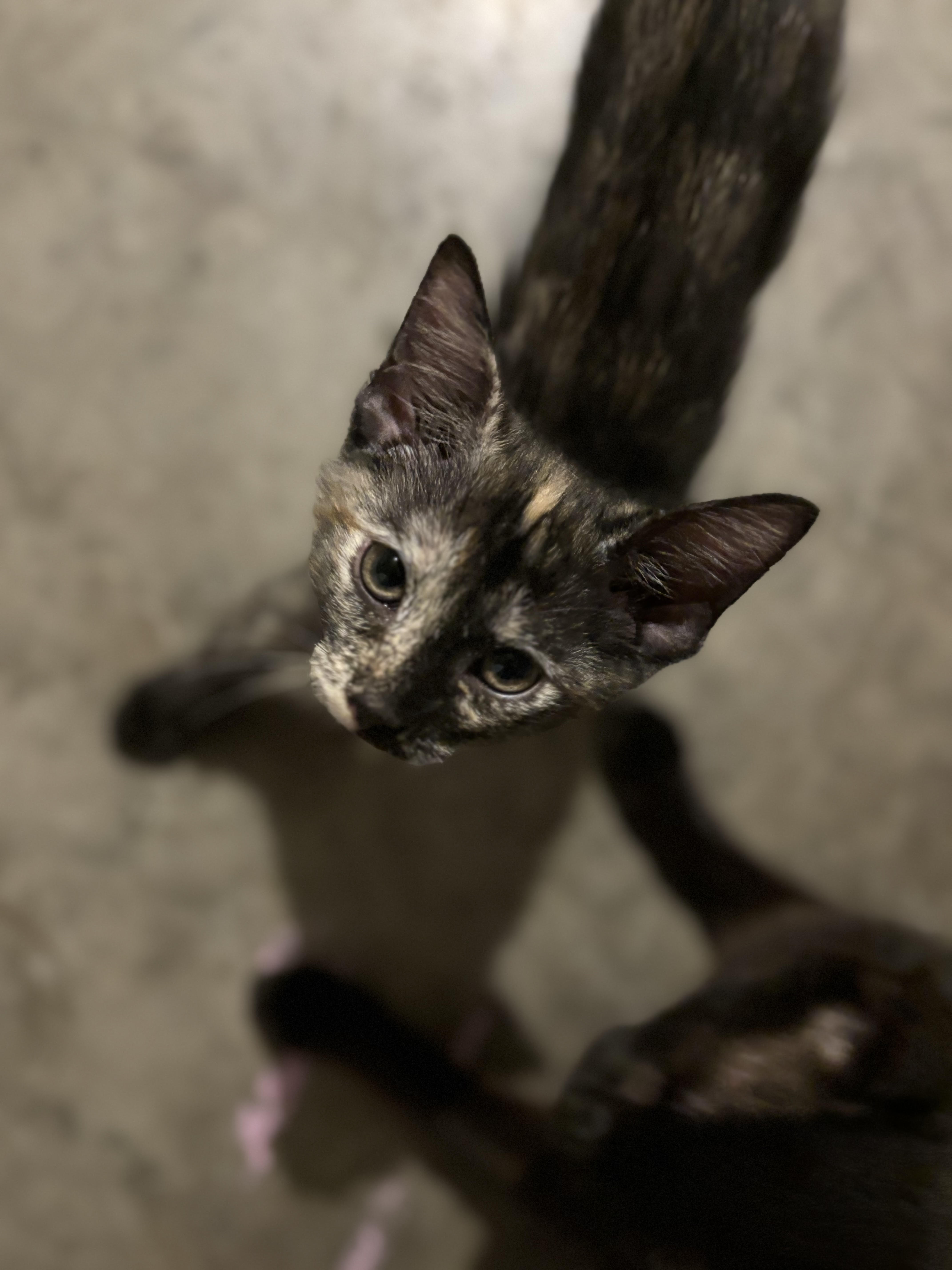 Chanelle, a Adoptable Domestic Short Hair in Fort Worth, TX image 4/5