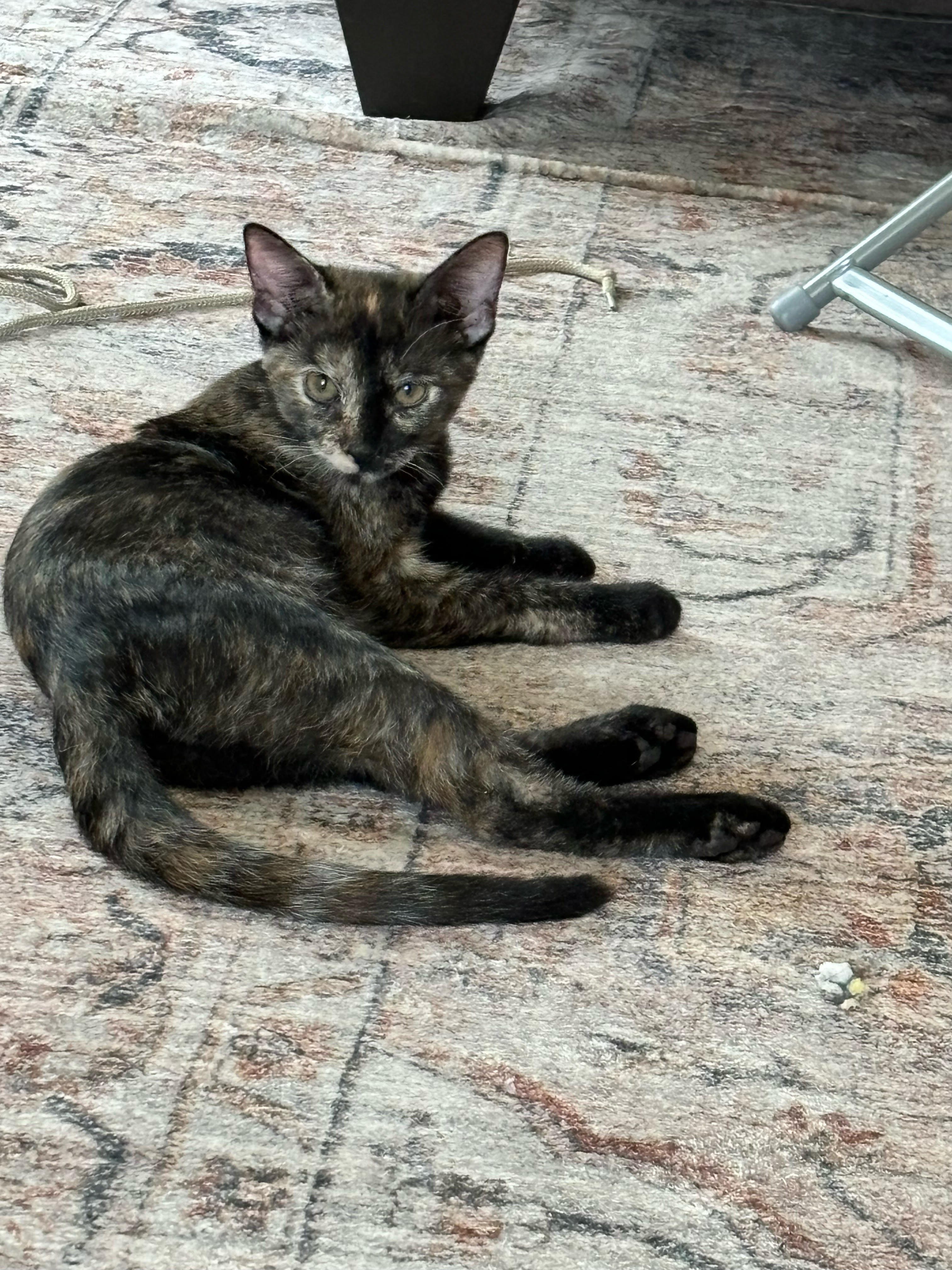 Chanelle, a Adoptable Domestic Short Hair in Fort Worth, TX image 1/5