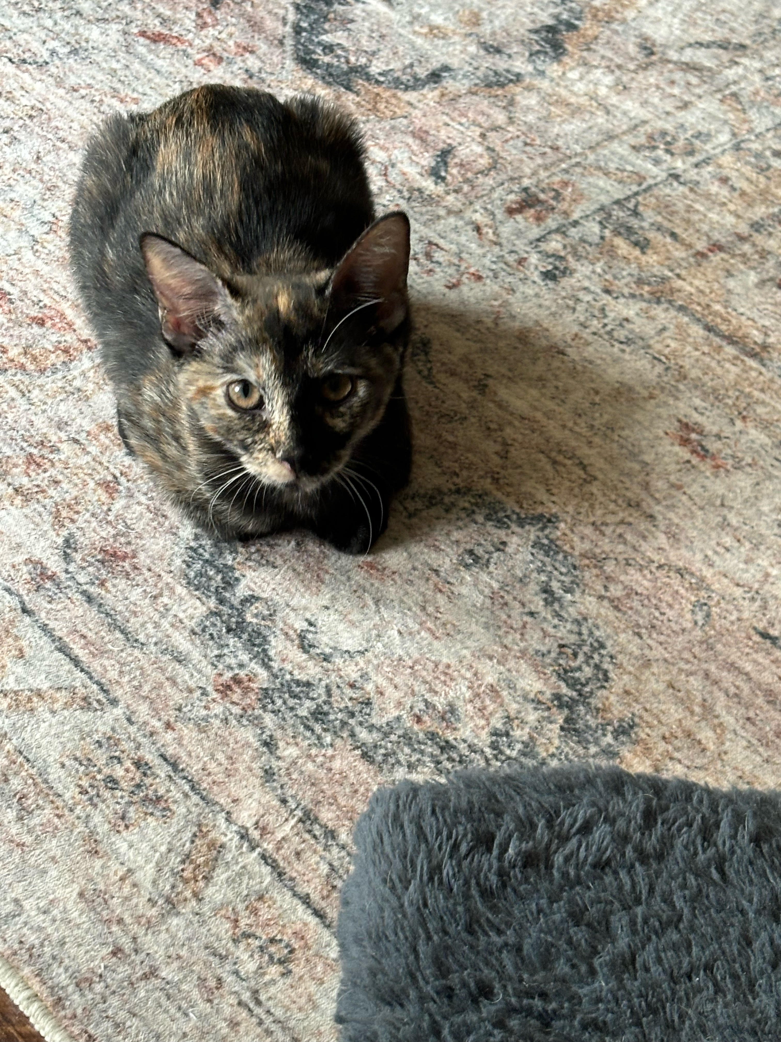 Chanelle, a Adoptable Domestic Short Hair in Fort Worth, TX image 2/5