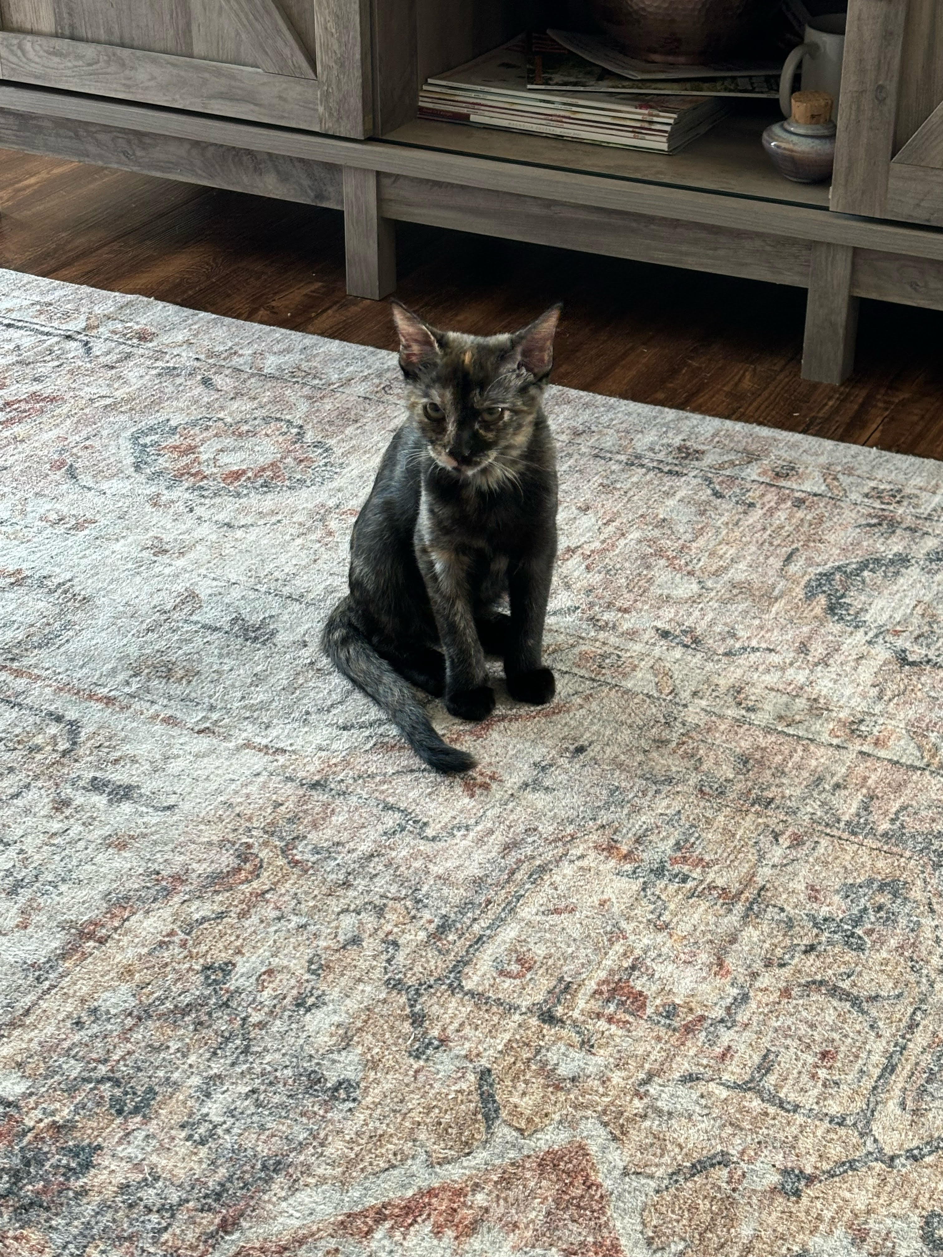 Chanelle, a Adoptable Domestic Short Hair in Fort Worth, TX image 3/5