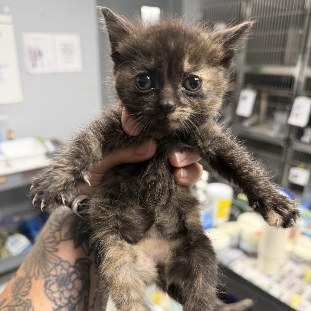 Enlarge Acai, a Adoptable Domestic Short Hair in Marion, VA image 1/1