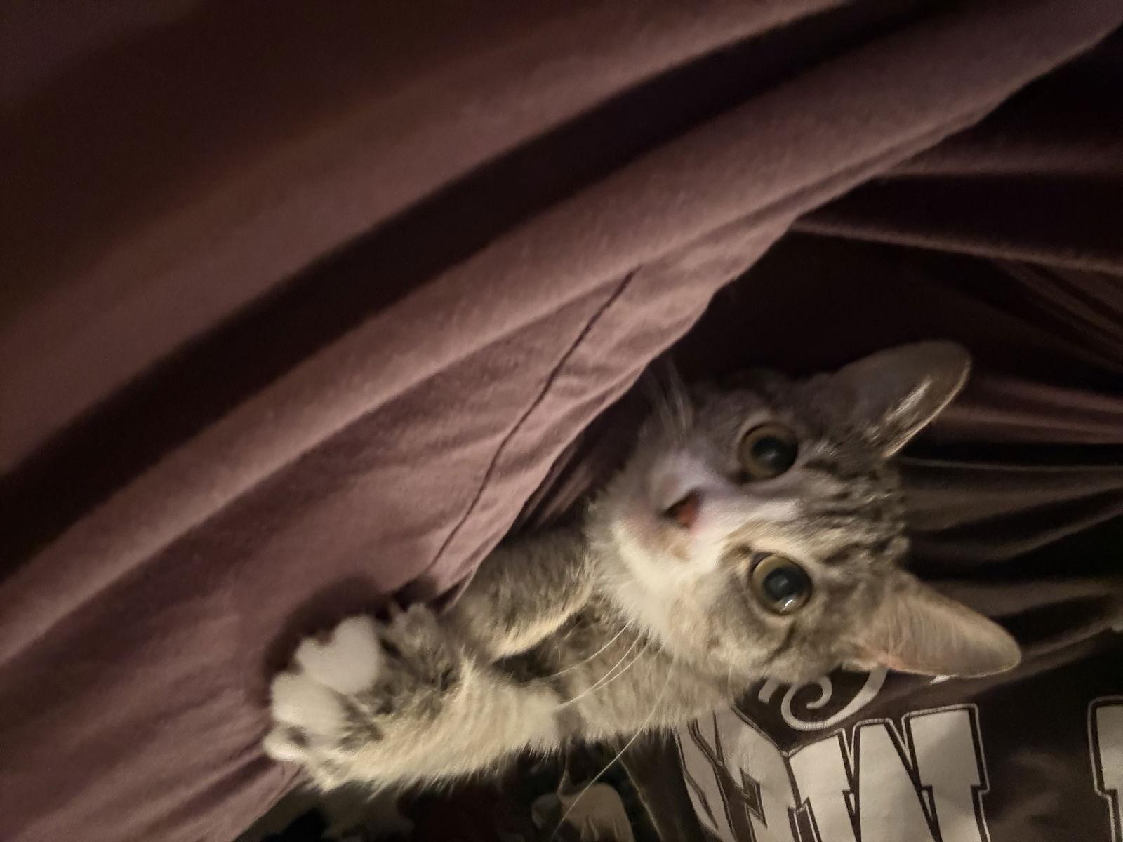 Mabel — thumbnail 2