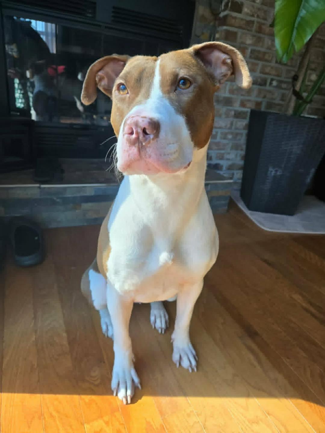 Enlarge Lily, a ADOPTABLE mixed breed in Kutztown, PA image 2/3