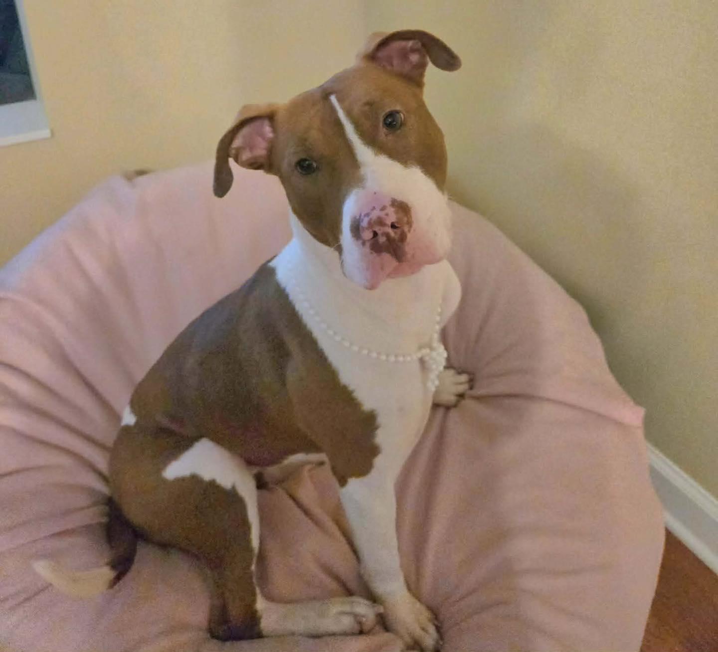 Lily, ADOPTABLE, Adult Female Terrier.