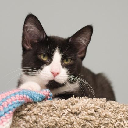 Laken, a Adoptable Domestic Short Hair in Verona, WI image 1/3