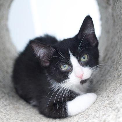 Laken, Adoptable, Kitten Female Domestic Short Hair & Domestic Short Hair.