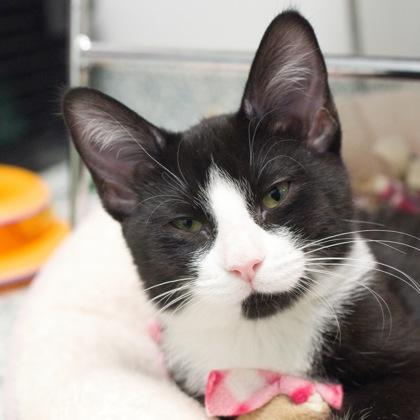 Laken, a Adoptable Domestic Short Hair in Verona, WI image 3/3