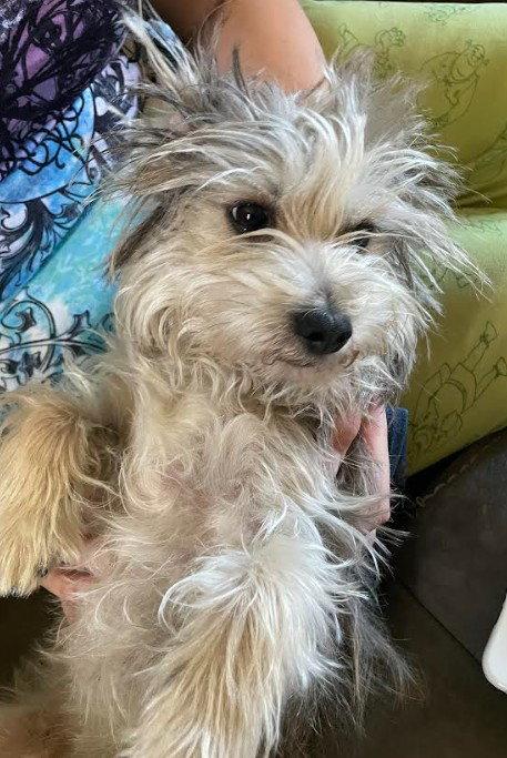 Brian, Adoptable, Adult Male Yorkshire Terrier.