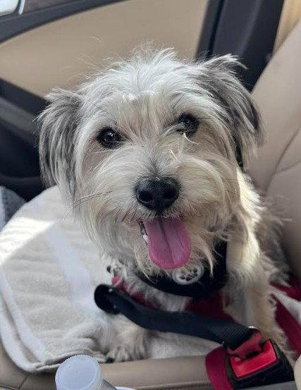 Brian, a Adoptable Yorkshire Terrier in San Diego, CA image 2/3