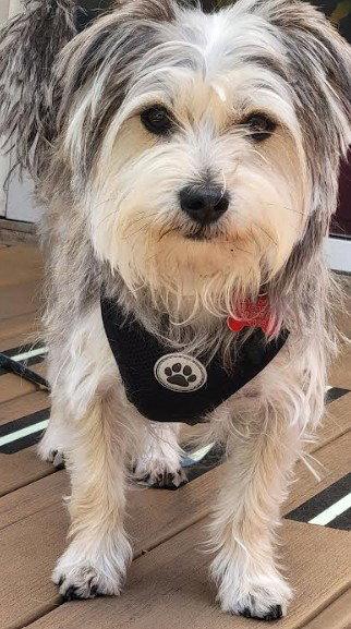Brian, a Adoptable Yorkshire Terrier in San Diego, CA image 3/3
