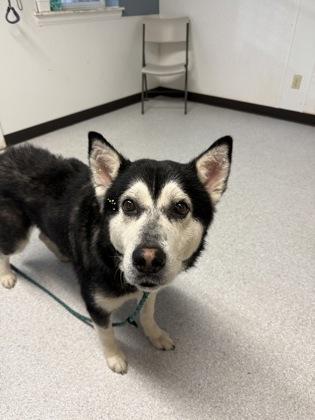 Enlarge Dave, a ADOPTABLE mixed breed in Roseburg, OR image 1/1