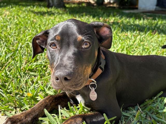 Coal, Adopted, Young Male Patterdale Terrier / Fell Terrier & Staffordshire Bull Terrier.